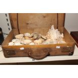SUITCASE OF SHELLS AND CONCH SHELL