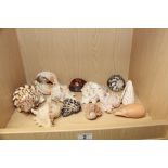 COLLECTION OF SEASHELLS INCLUDING CONCH