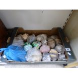 BOX OF ASSORTED SEA SHELLS