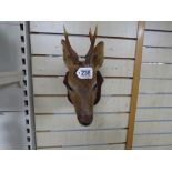 A 20TH CENTURY TAXIDERMY ROE DEER HEAD, MOUNTED ON WOODEN PLAQUE