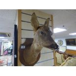 A TAXIDERMIED ROE DEER HEAD WITH GLASS EYES, MOUNTED TO WOODEN BACK, 36CM IN LENGTH