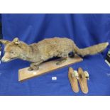 A TAXIDERMY FOX IN A RUNNING POSE, 85CM WIDE,TOGETHER WITH TWO DEER FEET COAT/GUN RACK