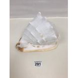 A LARGE CONCH SHELL, 25CM WIDE BY 17CM HIGH