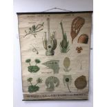 FRENCH VINTAGE BOTANICAL CLOTH POSTER 89x115 CM'S