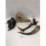 A HOG SKULL IN TWO PARTS, 33CM WIDE BY 27CM HIGH, TOGETHER WITH THREE HORN BEAKERS AND A SINGLE