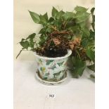 AN ORIENTAL CERAMIC JARDINIERE WITH BASE, COMES WITH A PLANT, JARDINIERE, 25CM DIAMETER