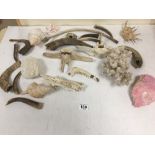 GROUP OF NATURAL HISTORY RELATED BONES, SHELLS AND CORAL