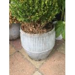 A POTTED BOXWOOD PLANT, 120CM TALL BY 45CM DIAMETER