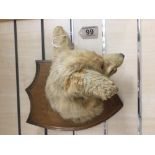 TAXIDERMY HEAD OF A FOX ON A SHEILD PLAQUE