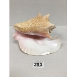 A LARGE CONCH SHELL, 22CM WIDE