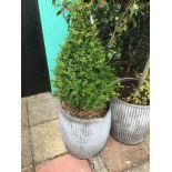 A POTTED BOXWOOD PLANT, 125CM TALL BY 45CM DIAMETER