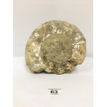 LARGE AMMONITE FOSSIL 26CMS