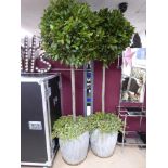 TWO BAY TREES IN GALVANISED BINS WITH IVY