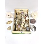 COLLECTION OF SEA SHELLS INCLUDING CONCH