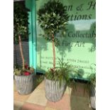 BAY TREE IN GALVANISED TUB