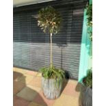 BAY TREE IN GALVANISED TUB