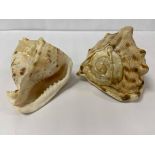 TWO SEA SNAIL SHELLS, POSSIBLY FLAME HELMETS, LARGEST 17.5CM WIDE