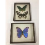 A GROUP OF EIGHT TAXIDERMY BUTTERFLIES IN SIX FRAMES, INCLUDING MENELAUS BLUE MORPHO DIDIUS,