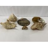 SIX LARGE SEASHELLS, INCLUDING PART OF A NACRE MOTHER OF PEARL
