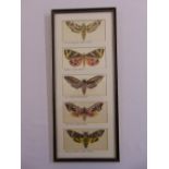 A framed and glazed montage of five hand painted images of polychromatic moths on silk