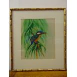 Dean Fairbrass framed and glazed watercolour of a Kingfisher on a branch, signed bottom left, 29.5 x