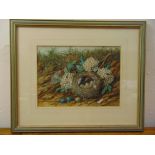 W. Cruckshank 1848-1922 framed and glazed watercolour of a birds nest, signed bottom right, 20 x