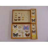 Four framed and glazed collections of butterflies to include South American and English