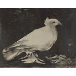 Pablo Picasso, lithograph, the dove, printed signature, image size 11" x 13", framed