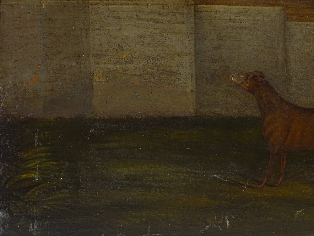 18th century Naive School, oil on canvas, cat looking down on a dog, unsigned, 19.5" x 21", unframed - Image 3 of 12