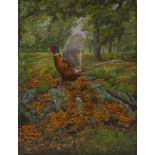 C Woodley, oil on canvas, pheasant in woodland, 20" x 16", framed