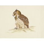 David Ord Kerr, gouache, study of an owl, 1971, 13" x 11", unframed