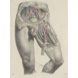 A 19th century colour lithograph anatomical study, 18.5" x 13", mounted