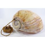 A large exotic seashell converted to a wall light fitting, overall height 37cm