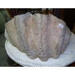 A concrete clam shell planter, W70cm