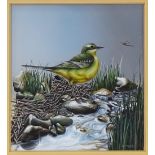 Caroline Anstey, gouache, yellow wagtail, 5.5" x 5", framed