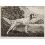 H Valentine Shellard, etching, study of a Pointer, signed in pencil, plate size 7" x 9.5", framed