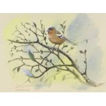 Robin Armstrong, watercolour, chaffinch on a branch, 10.5" x 13.5", framed