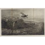 Archibald Thorburn, engraving, game birds, signed in pencil with blind stamp, image size 13" x