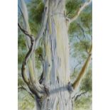 Colin Vercoe, watercolour, tree trunk Gunns Plains Studio, 1985, 24" x 16", framed