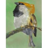 Vic Reeves, oil on paper, bird study, 16.5" x 12.5", mounted