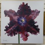 Peter Arnold, large photographic canvas, botanical study,signed bottom left corner, limited