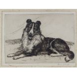 Marion Harvey, etching, Collie dog, signed in pencil, plate size, 6" x 8.5", framed