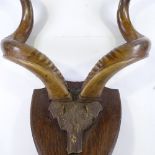 A large pair of kudu horns, mounted on oak plaque