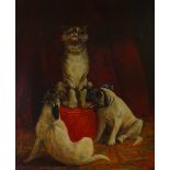 Frederick Thomas Daws (1878 - c. 1956), oil on canvas, 2 Pug dogs and a cat "The Crescendo"