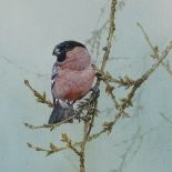 Edwin Penny (1930 - 2016), watercolour, Bullfinch, 14.5" x 10", framed, provenance; Frost & Reed