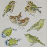 Mildred Eldridge (1909 - 1991), watercolour, studies of garden birds, 1975, 13" x 9", framed