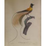 Barraband, pair of colour lithographs, birds of paradise, plate size 21" x 14", framed