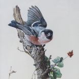 Edwin Penny (1930 - 2016), watercolour, Bullfinch, 14.5" x 10", framed, provenance; Frost & Reed