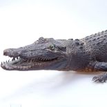 An Antique taxidermic baby Cayman crocodile with glass eyes, length 42"