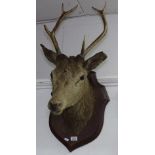 A taxidermic stag's head with antlers, mounted on an oak shield back